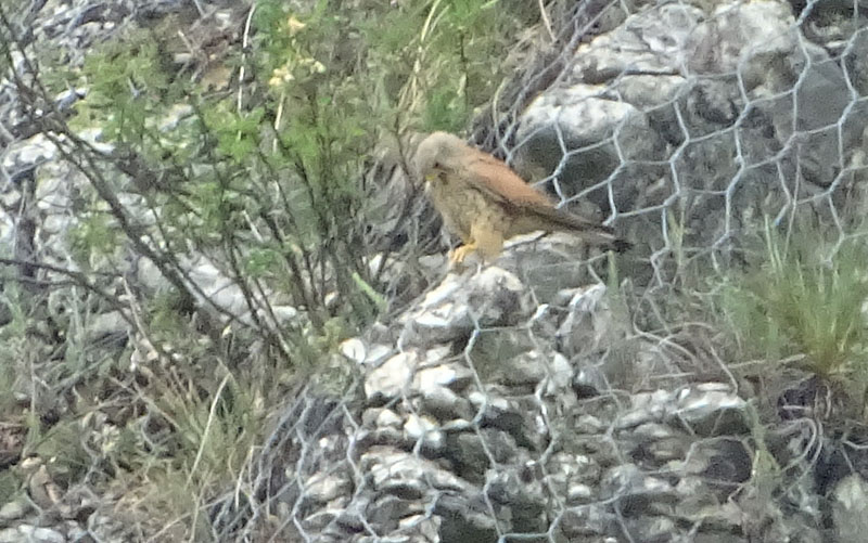 foto brutte 4....Falco tinnunculus